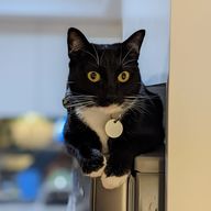 black a white cat sitting on top of a fridge