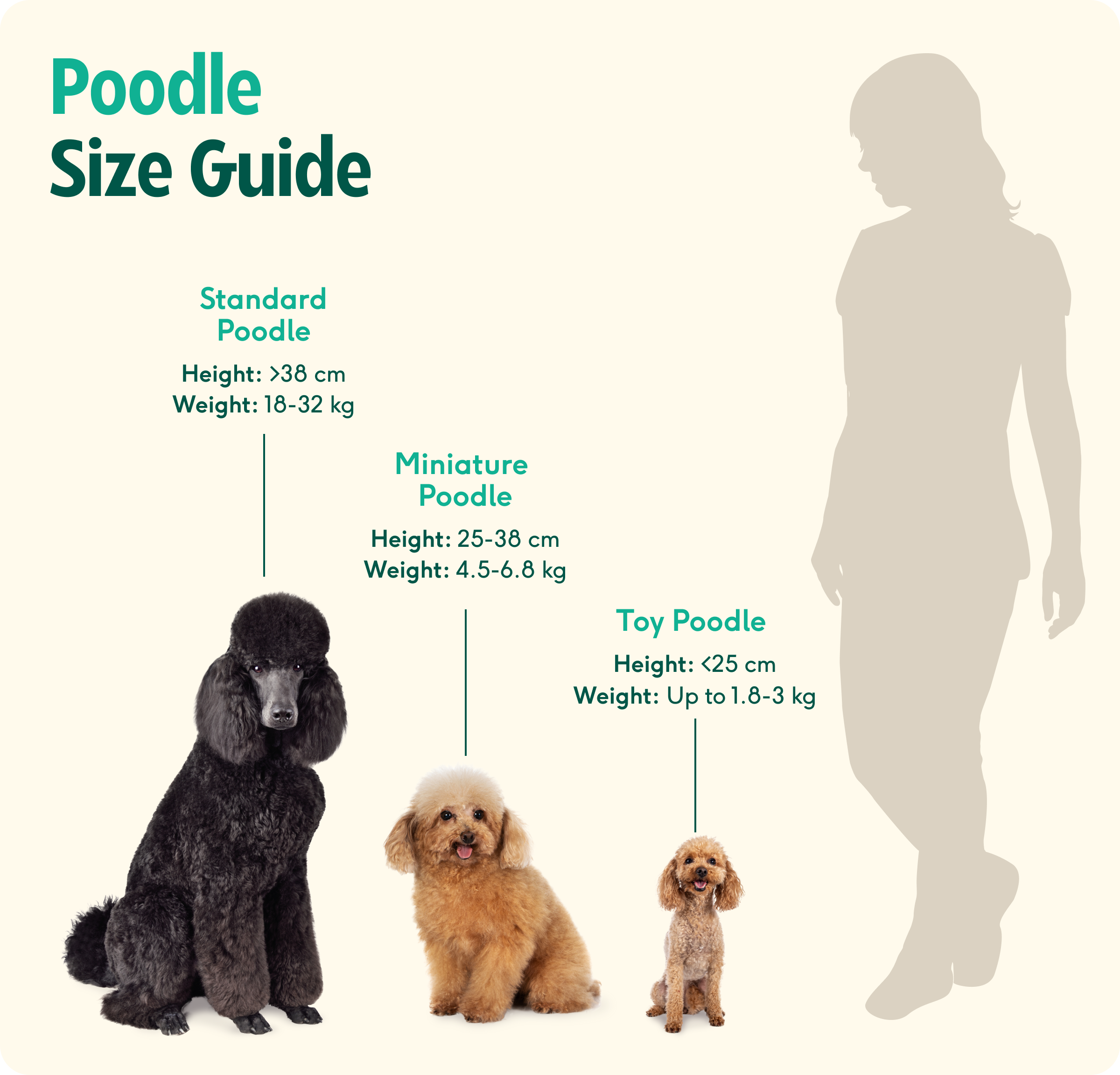 Toy Poodle Puppies