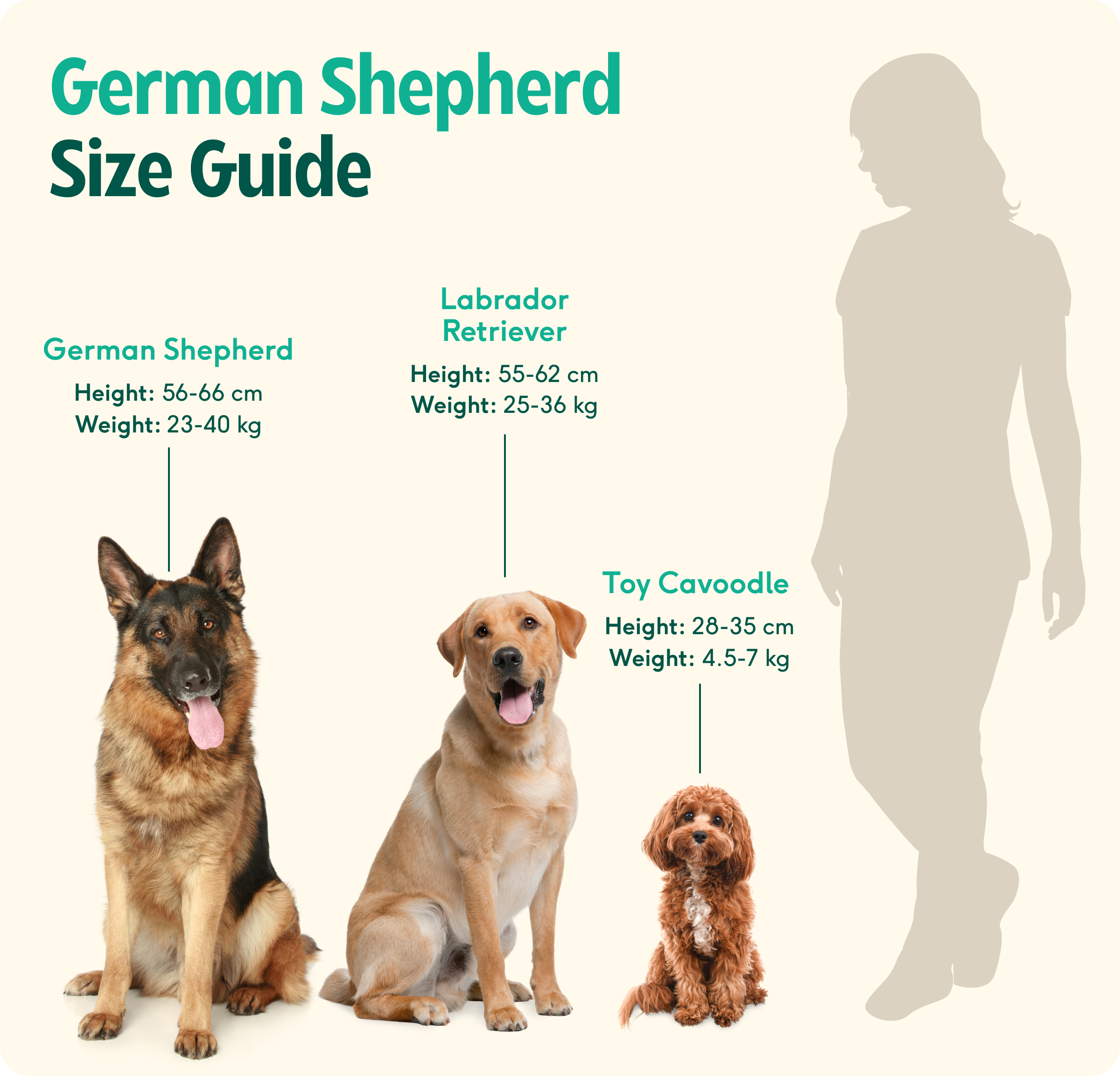 German Shepherd Dog Size Charts Growth Chart Month Old Gsd