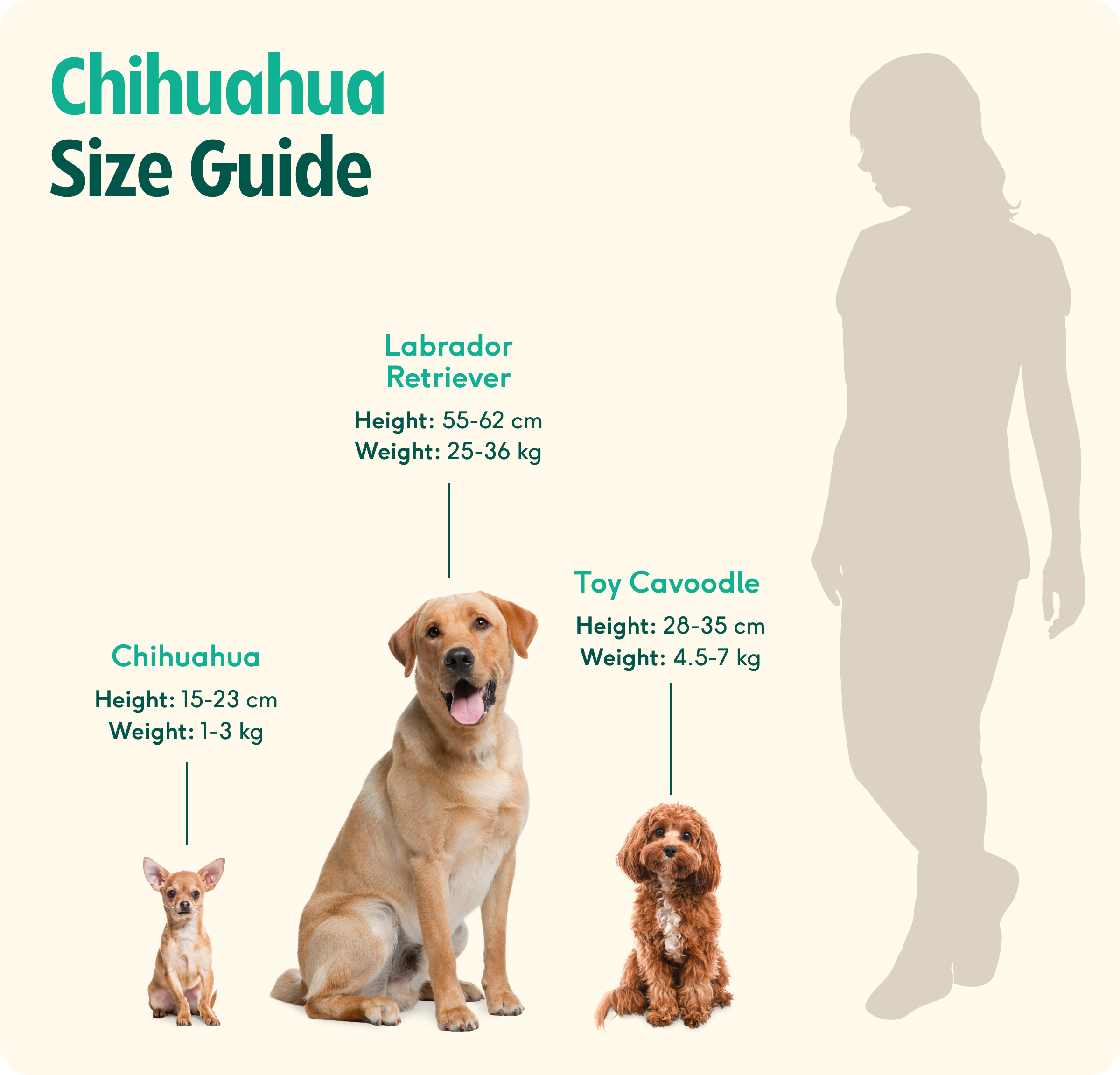 Chihuahua Size And Weight Chart Dog Bed Sizes Chart Resources