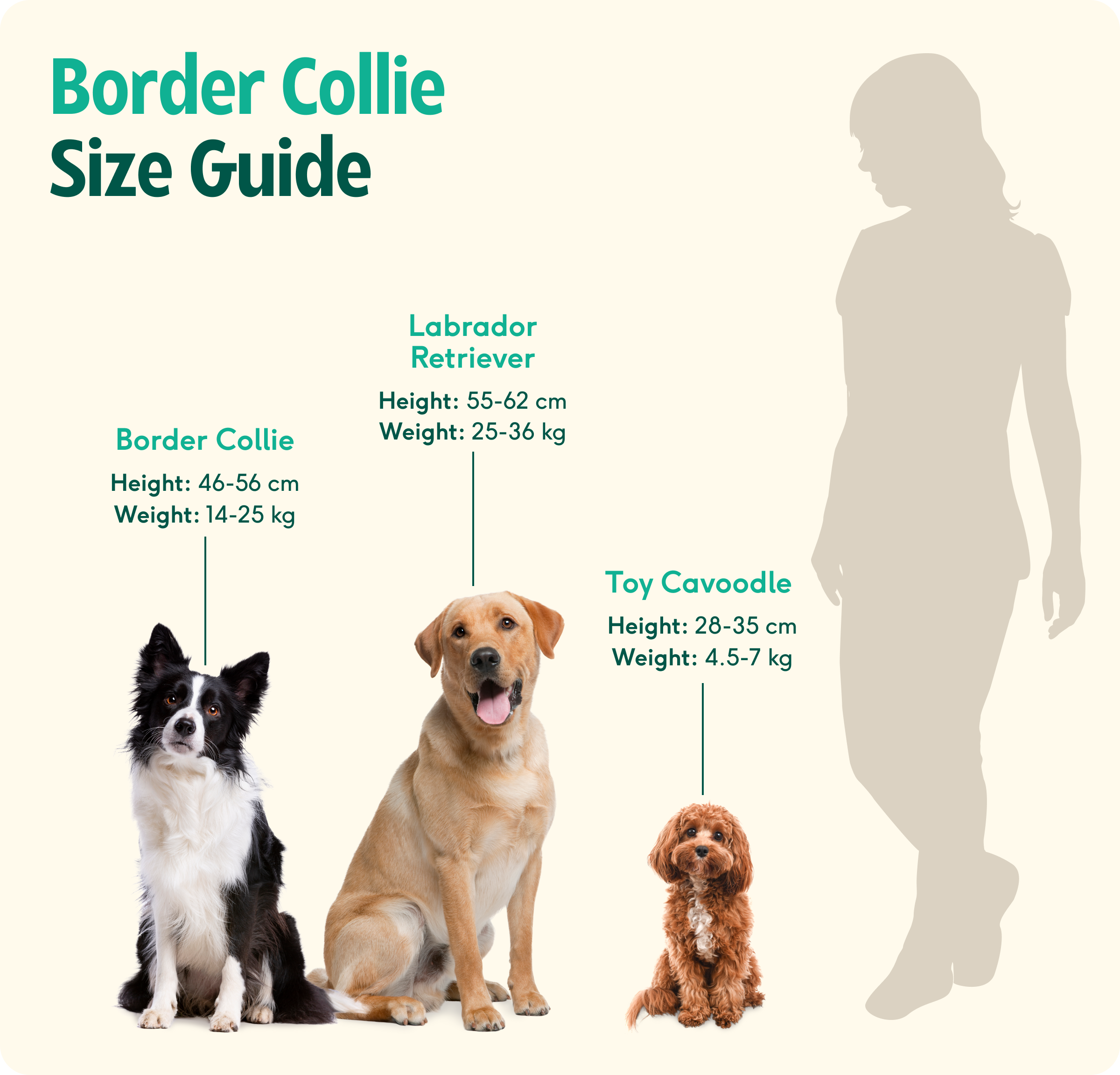Border Collie Chart Top Female Border Collie Size Best Sale
