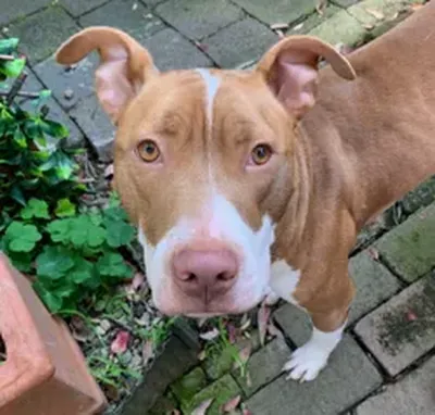 Tail-wagging transformation