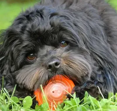 Tail-wagging transformation