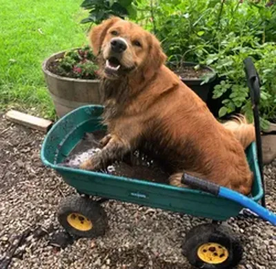 Tail-wagging transformation