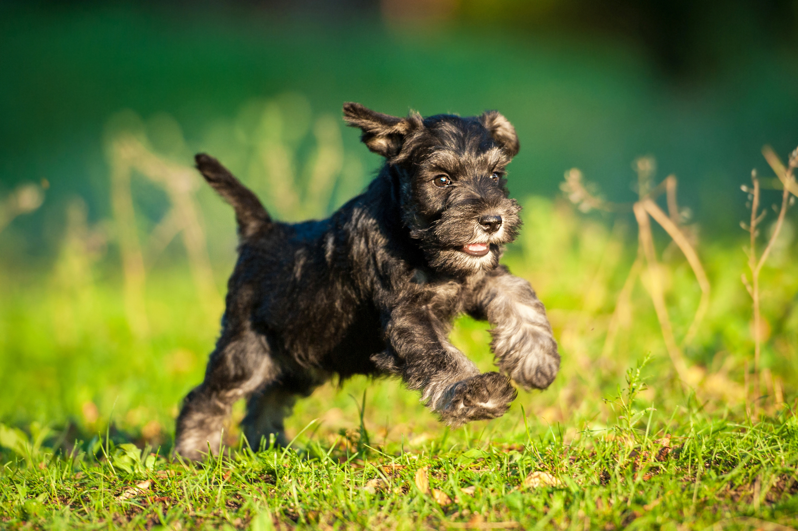 Image of Dog food for Miniature Schnauzers