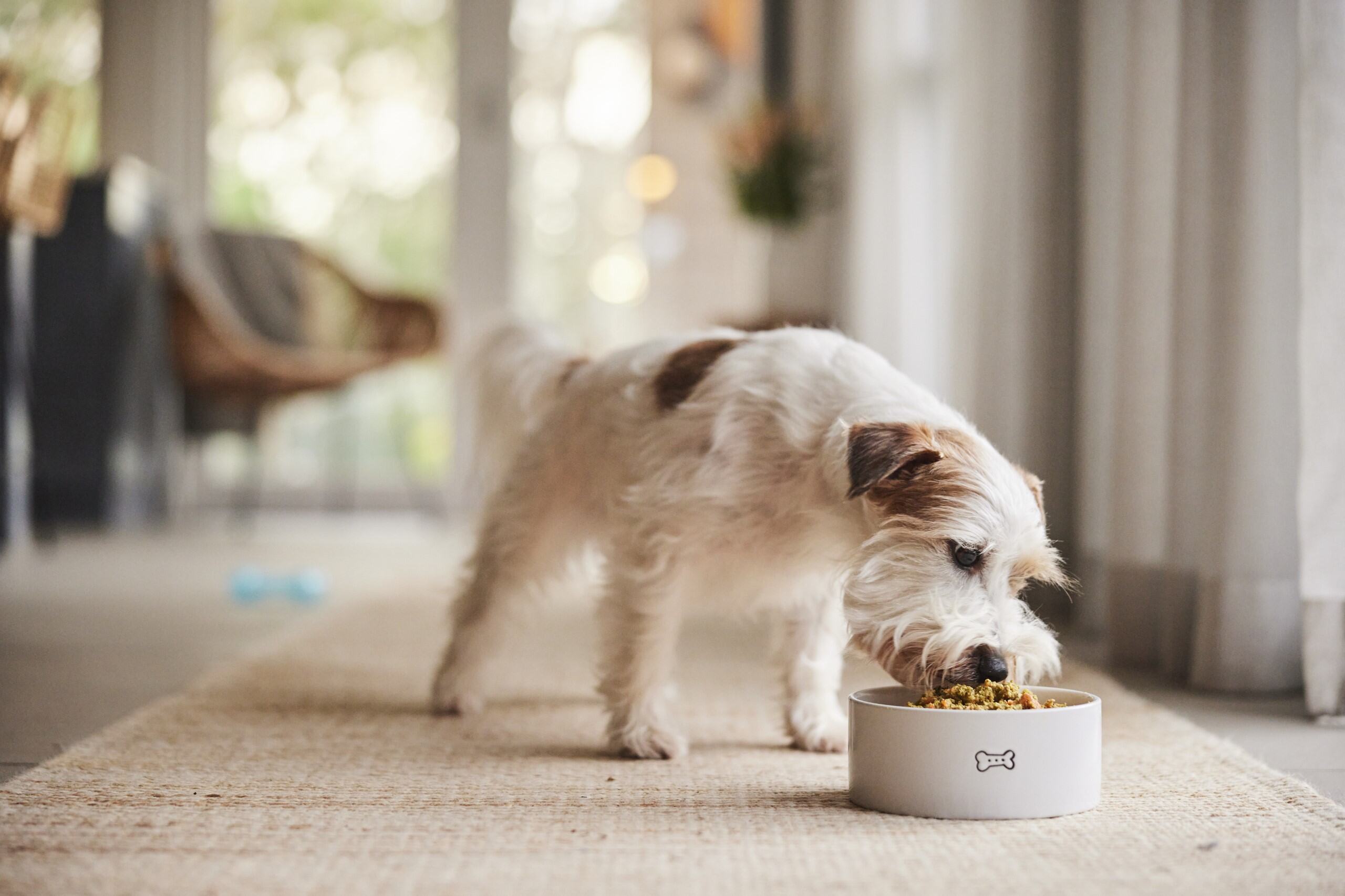 Image of Senior dog food