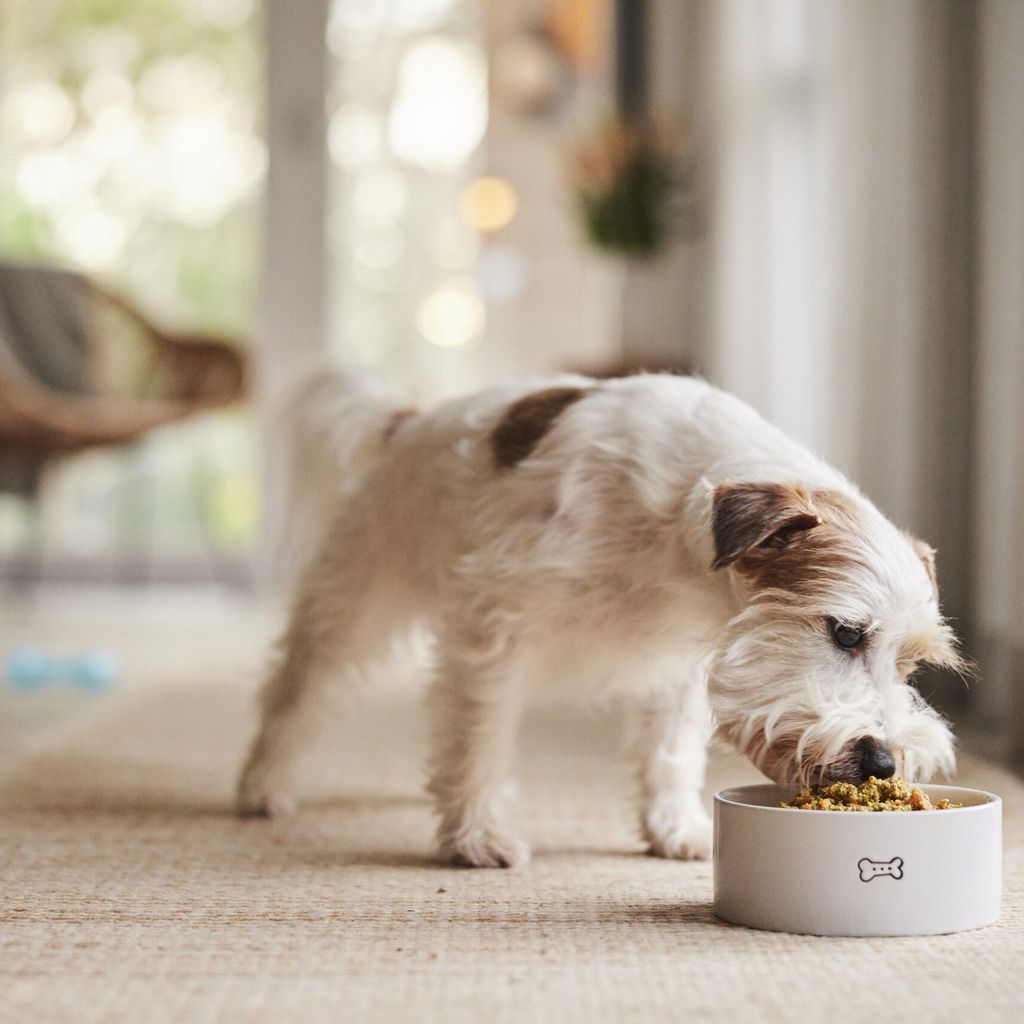 Low calorie dog food for senior dogs best sale