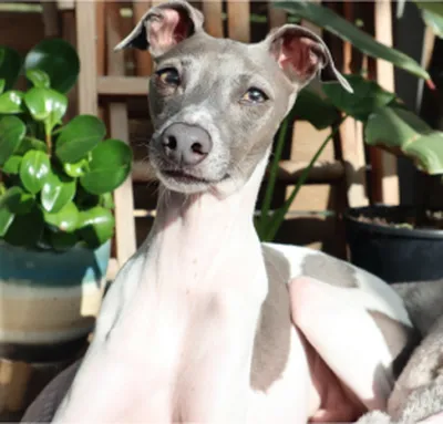 Tail-wagging transformation