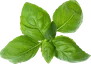 Basil