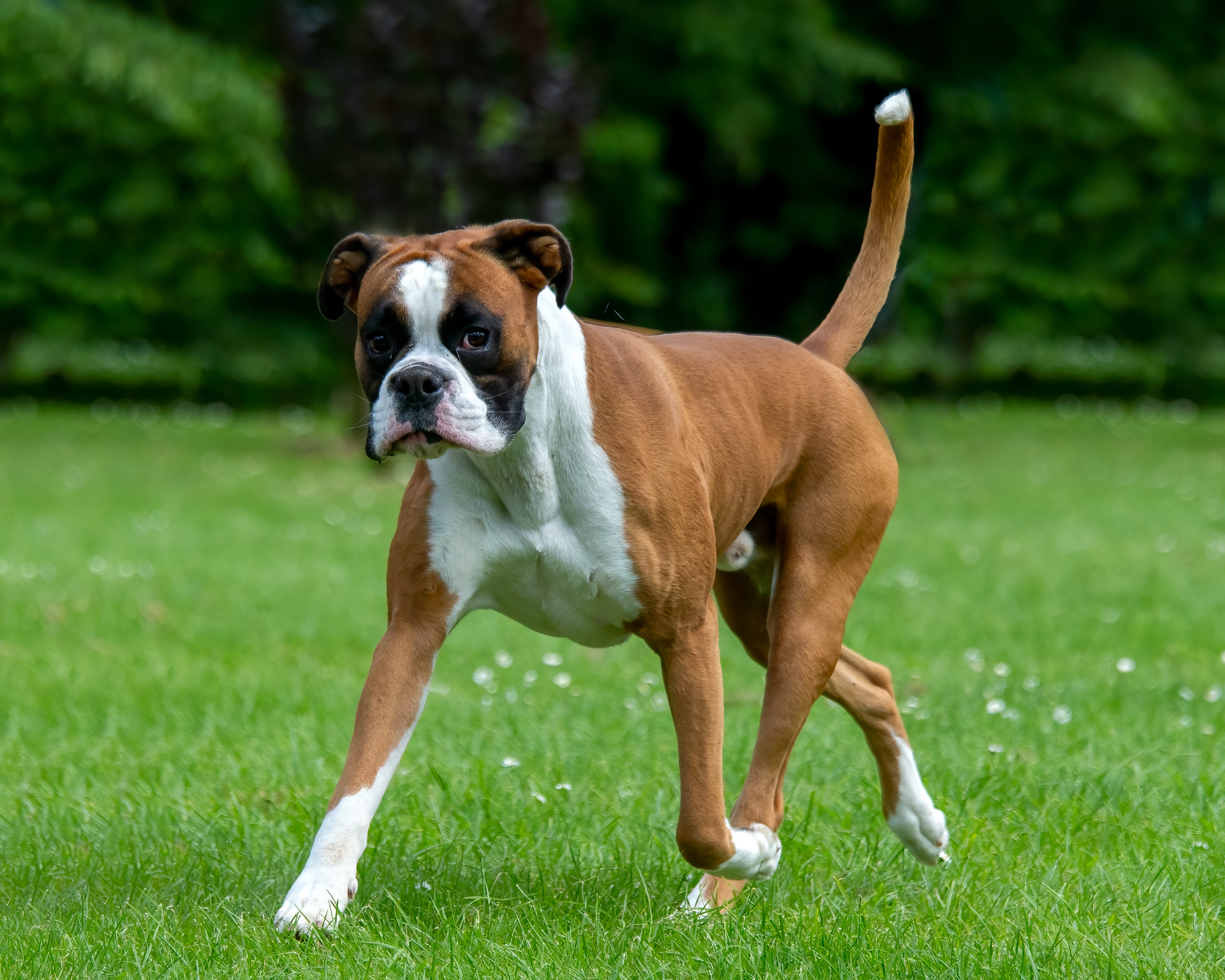 Image of Dog food for Boxers