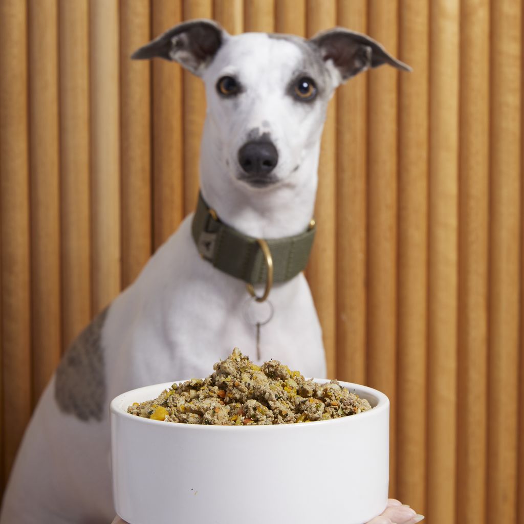 Italian greyhound picky clearance eater