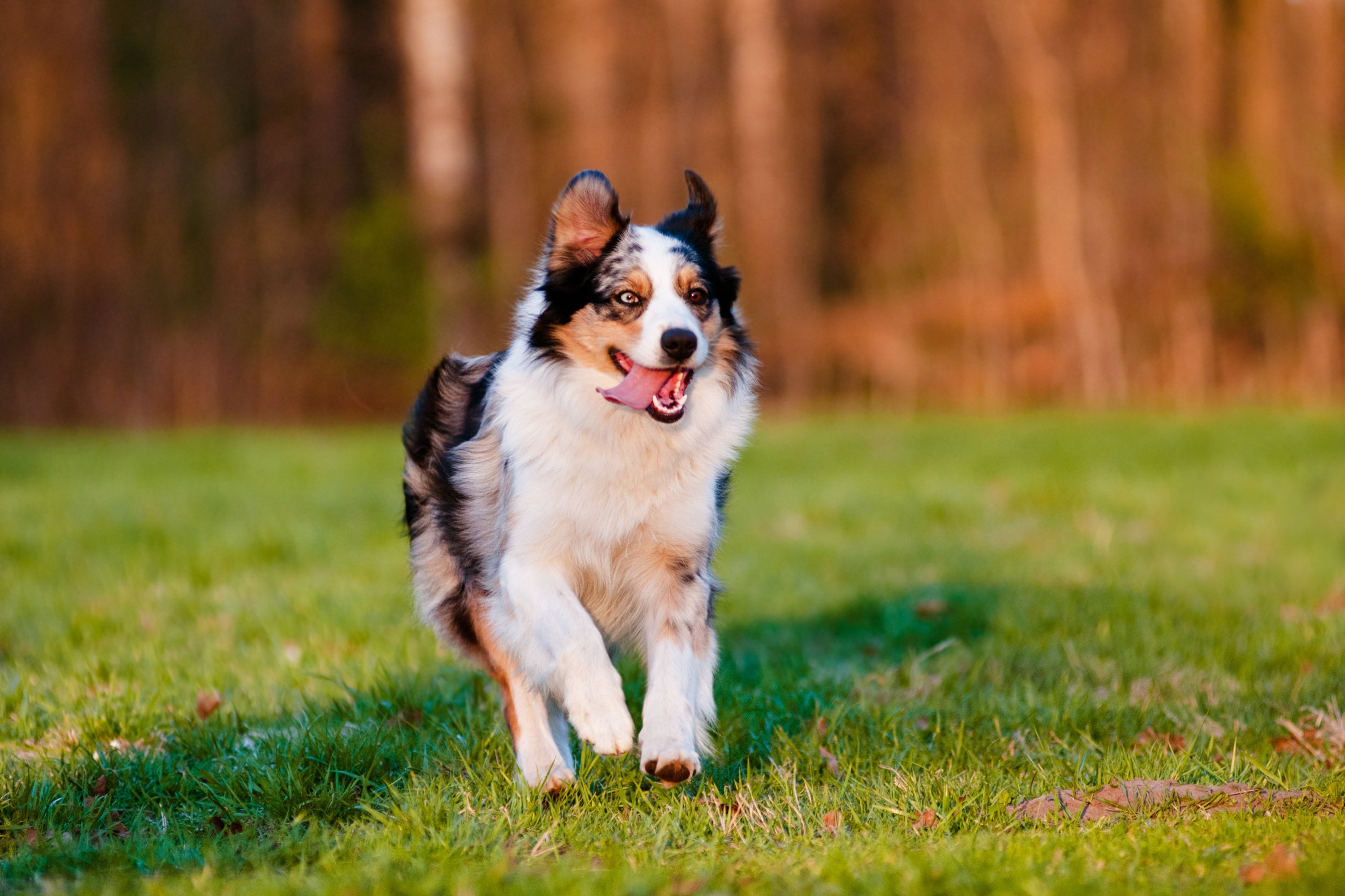 Image of Dog food for Australian Shepherds
