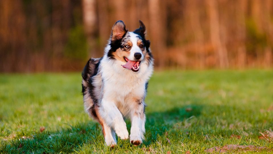 Australian Shepherd running on grass
