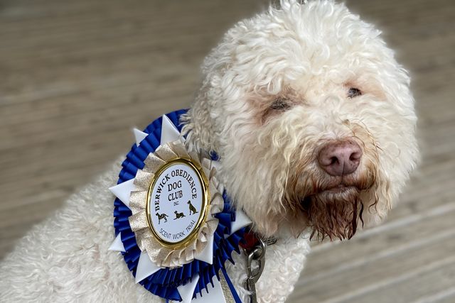 Apple cider vinegar for tear stains in outlet dogs