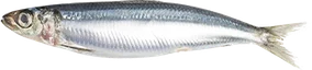 Sardines