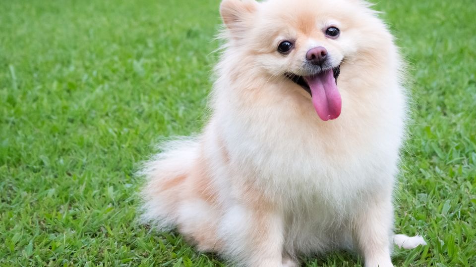 Pomeranian dog sitting on grass