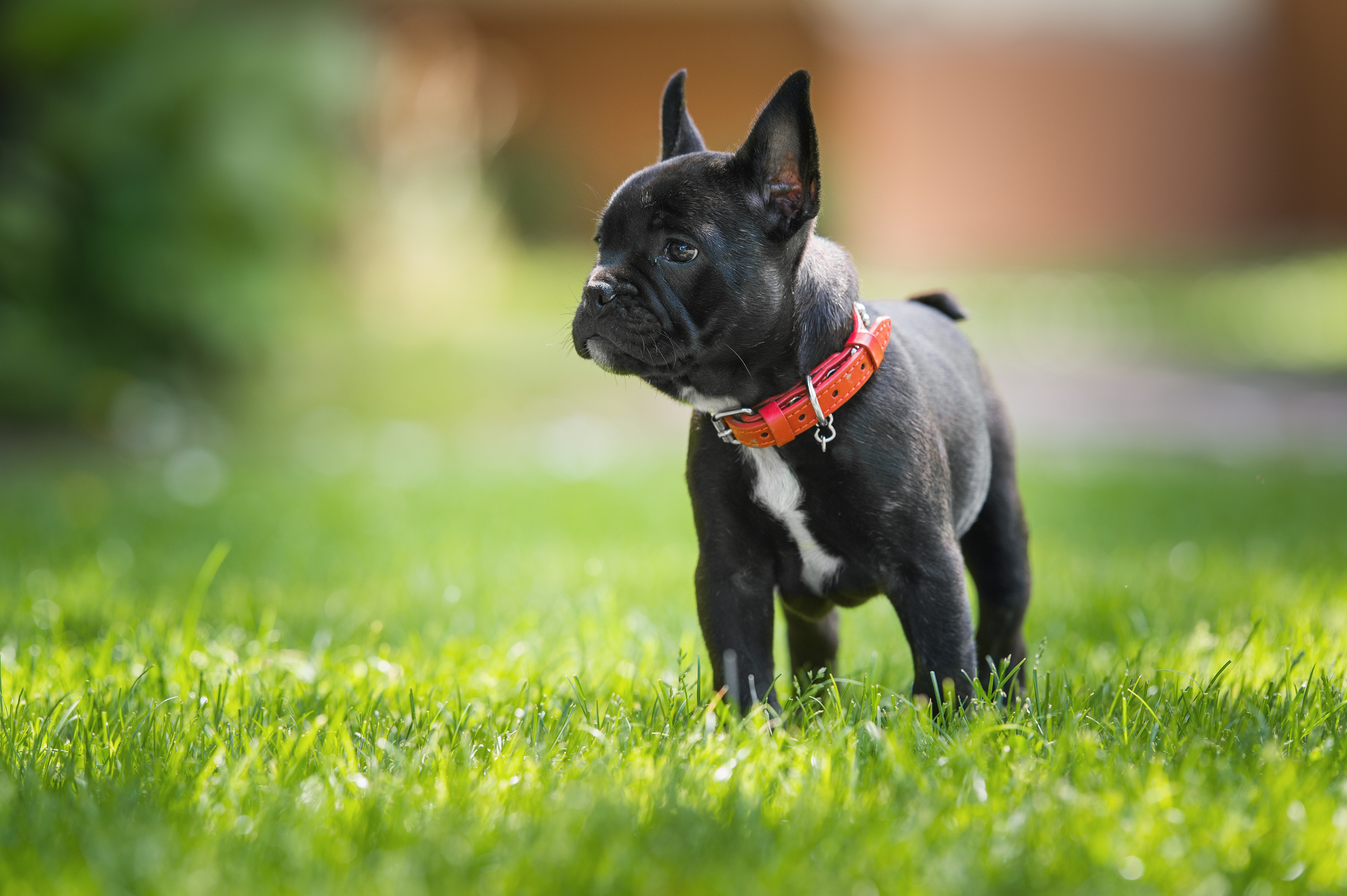 Image of Dog food for French Bulldogs