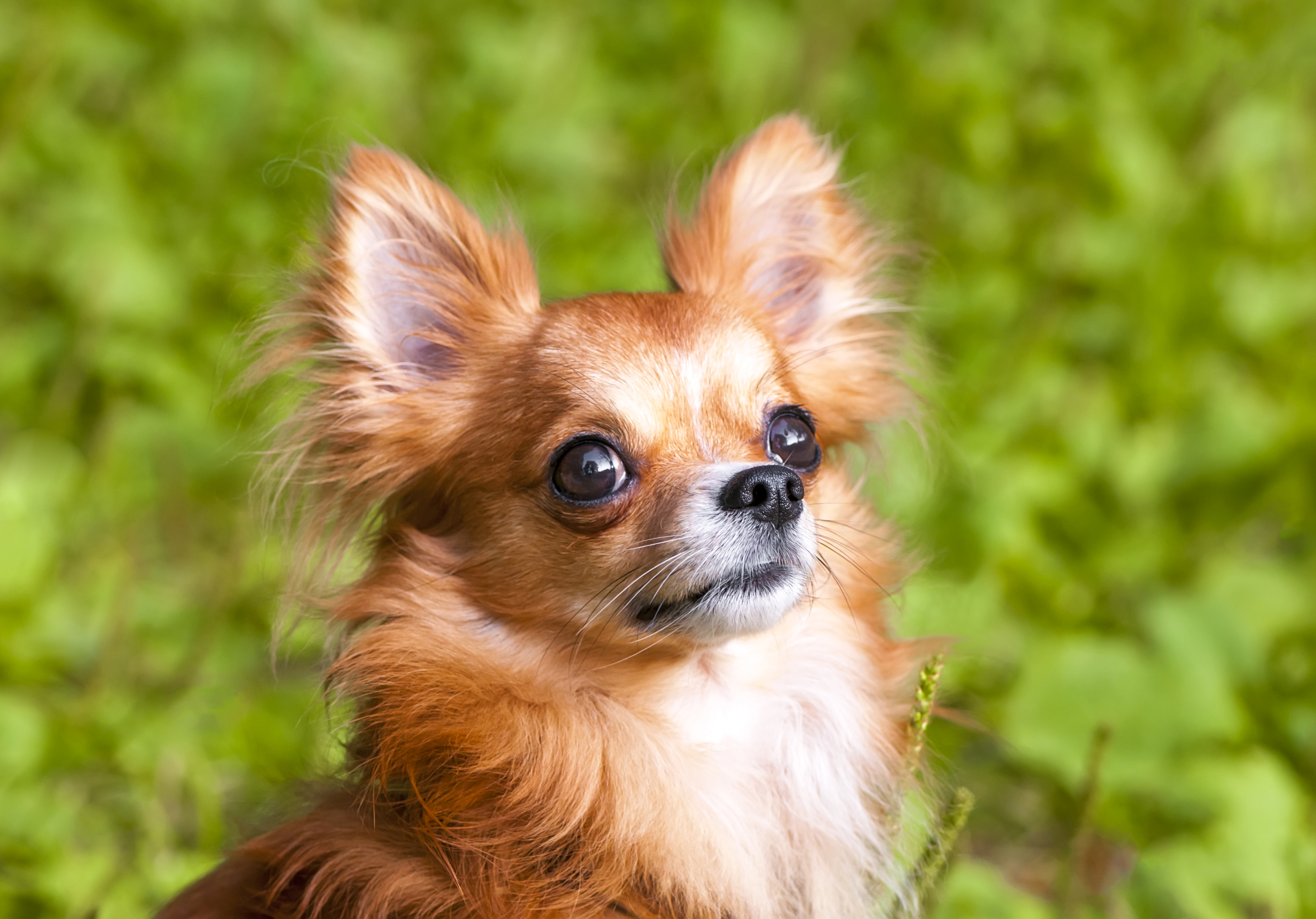 Image of Dog food for Chihuahuas