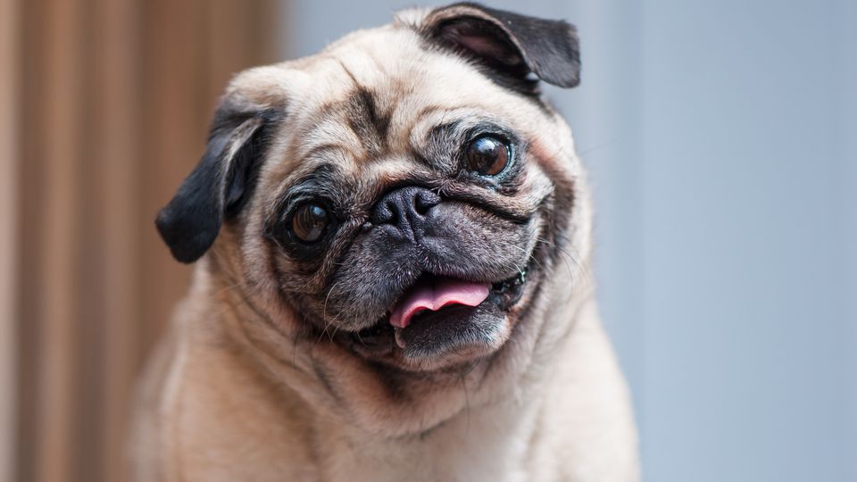 Pug looking at camera with a tilted face