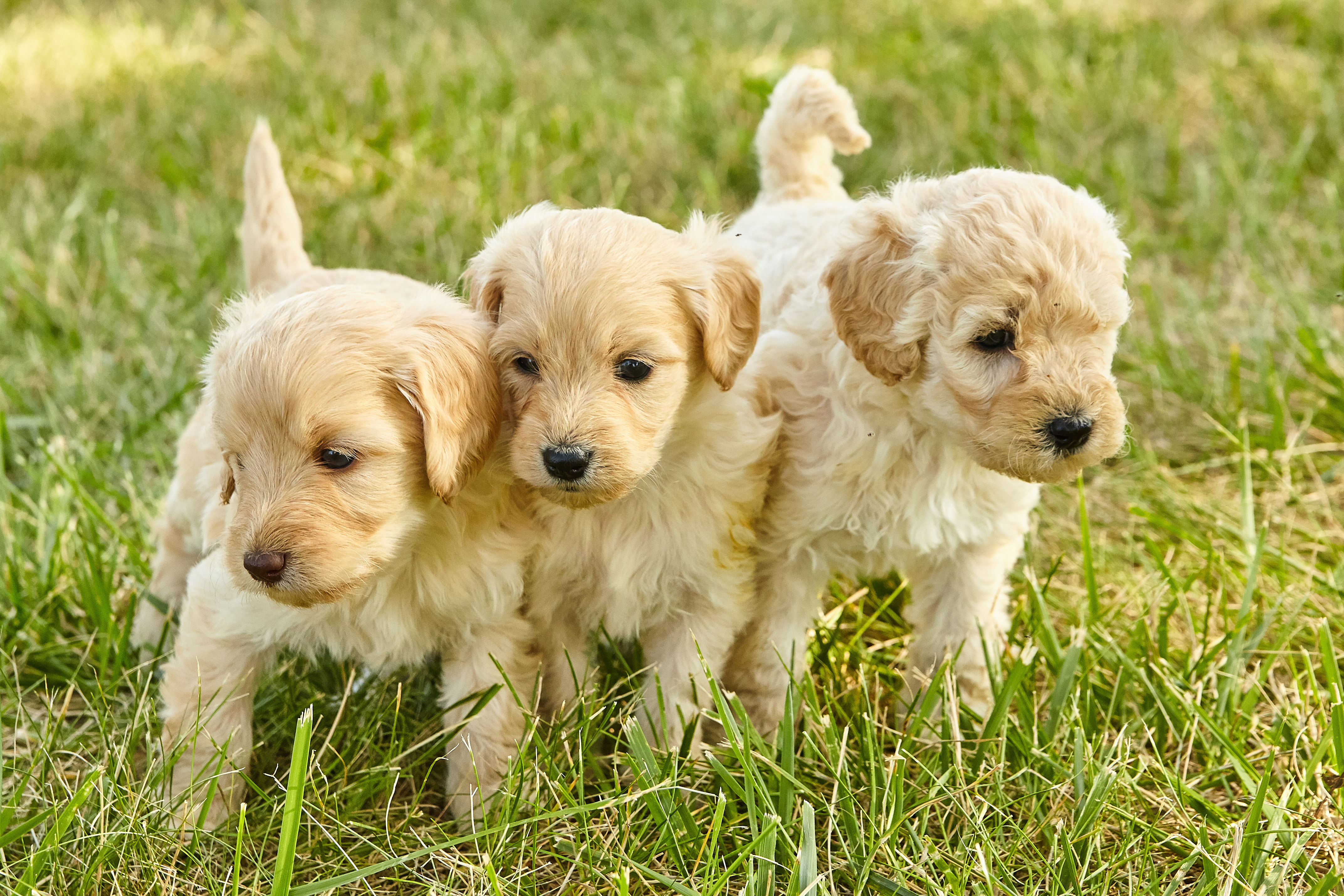 Image of Healthy puppy food