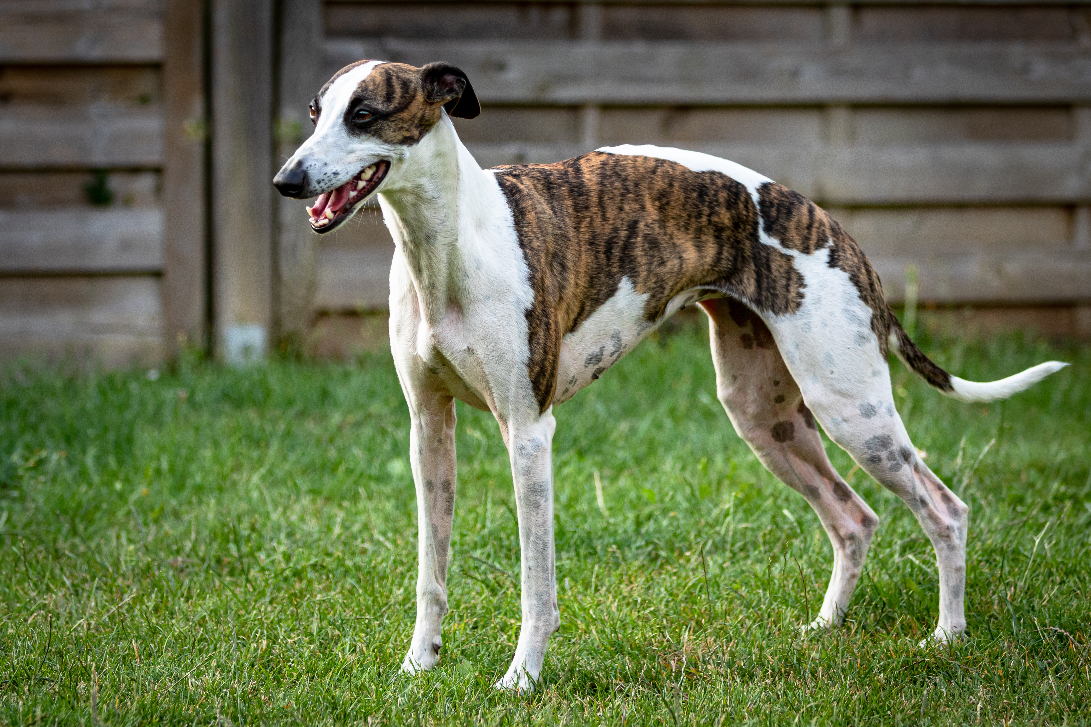 Image of Dog food for Greyhounds