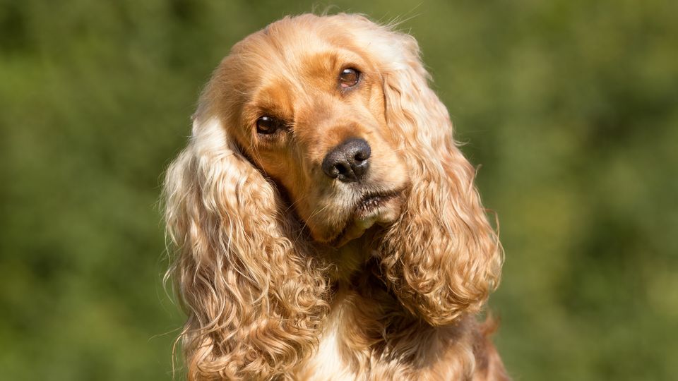 Cocker Spaniel tilting its head