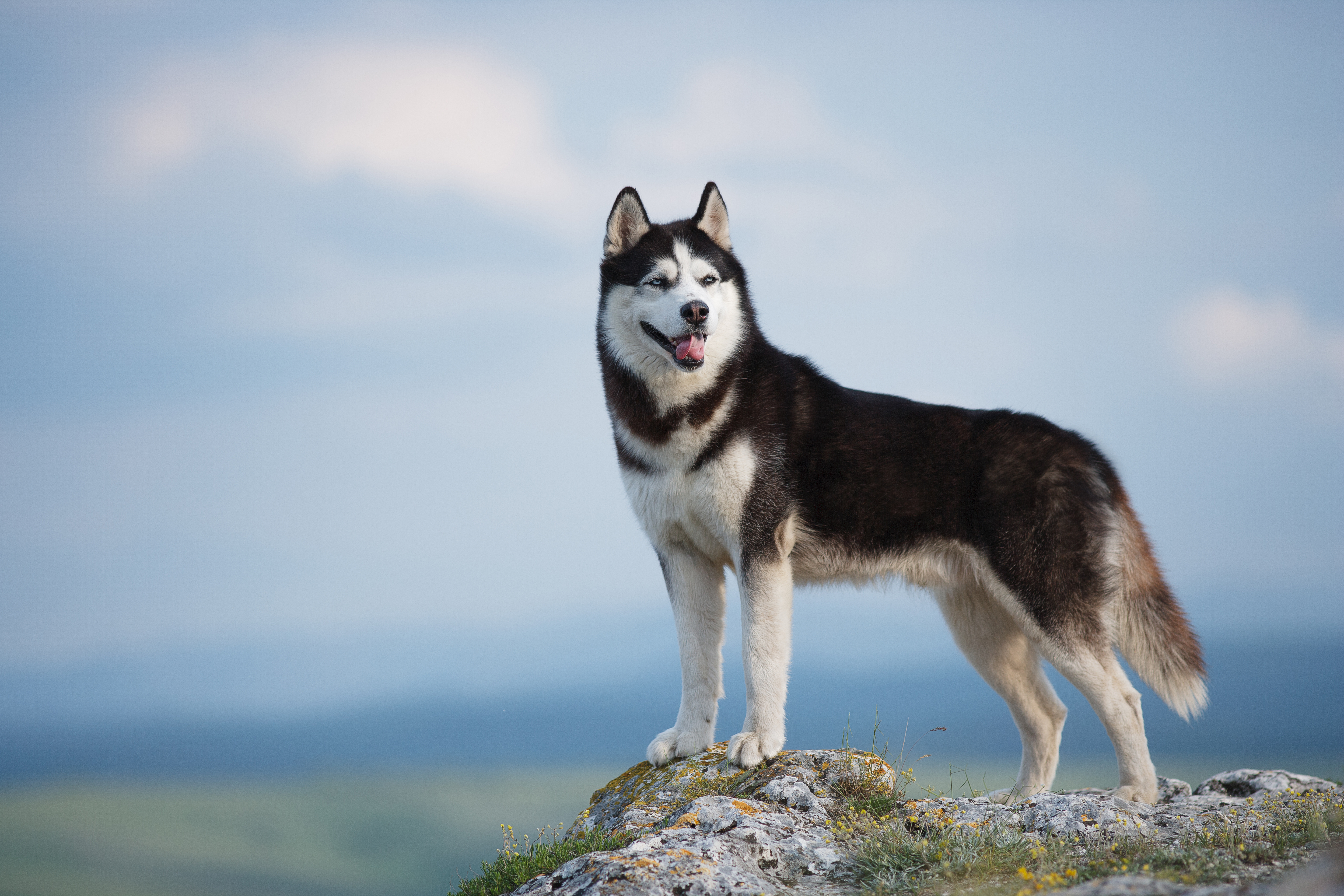 Image of Dog food for Siberian Huskies