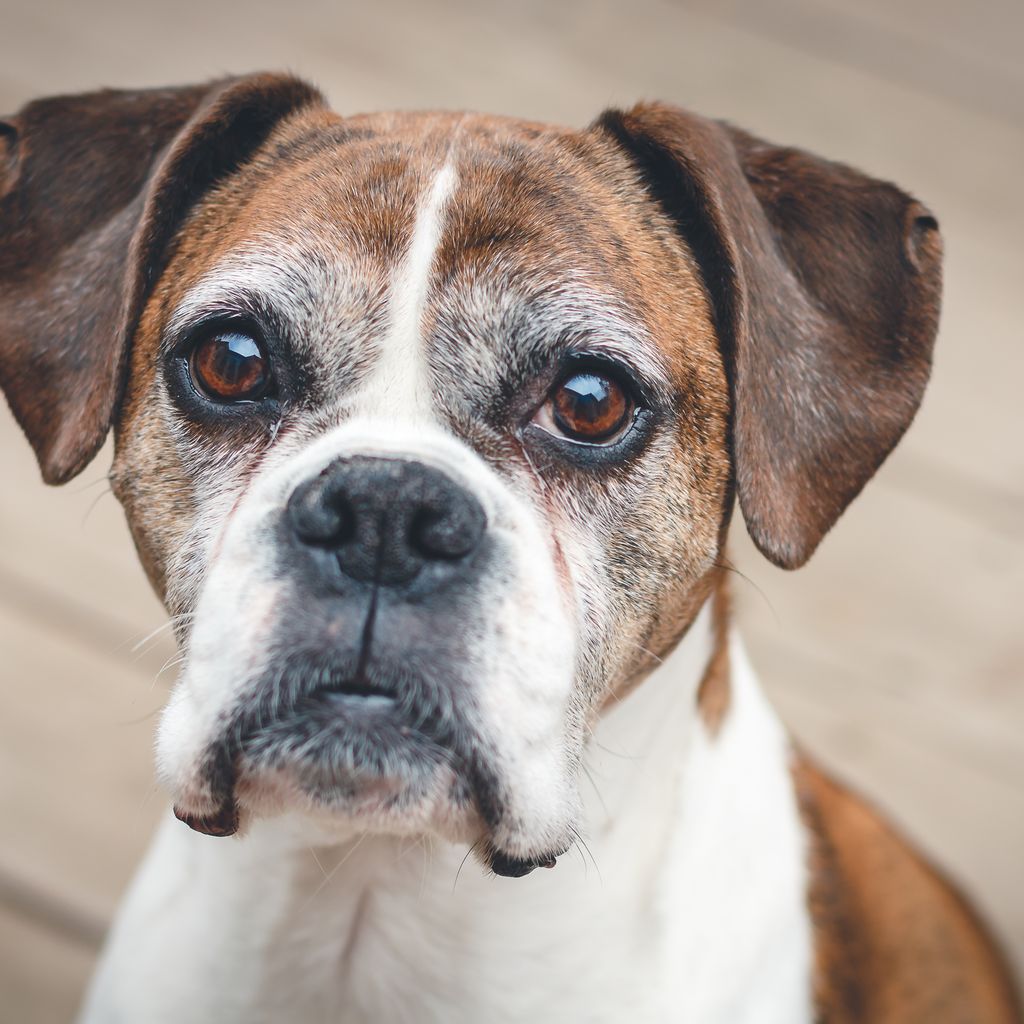 Adult Boxer dog