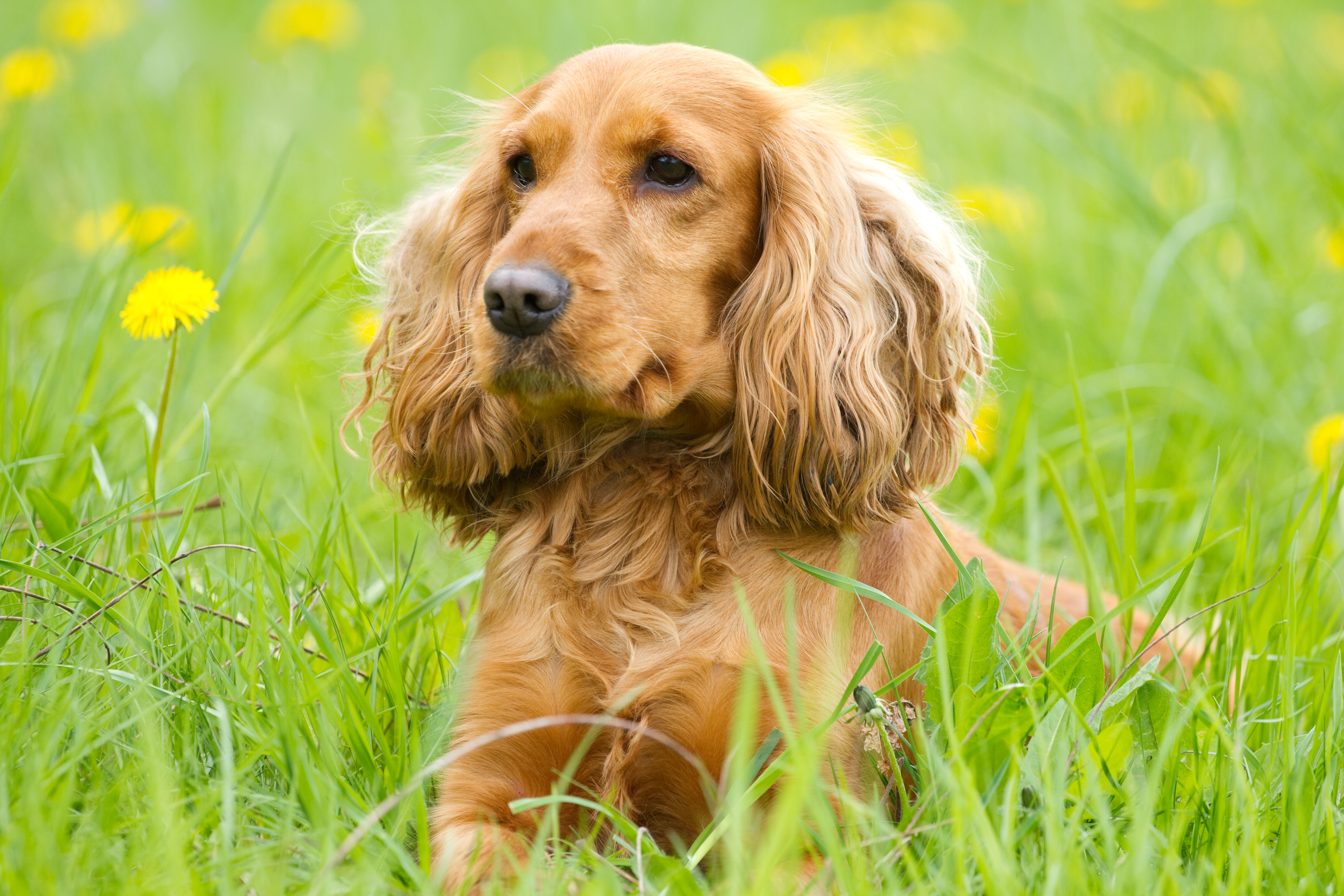 Image of Dog food for Cocker Spaniels