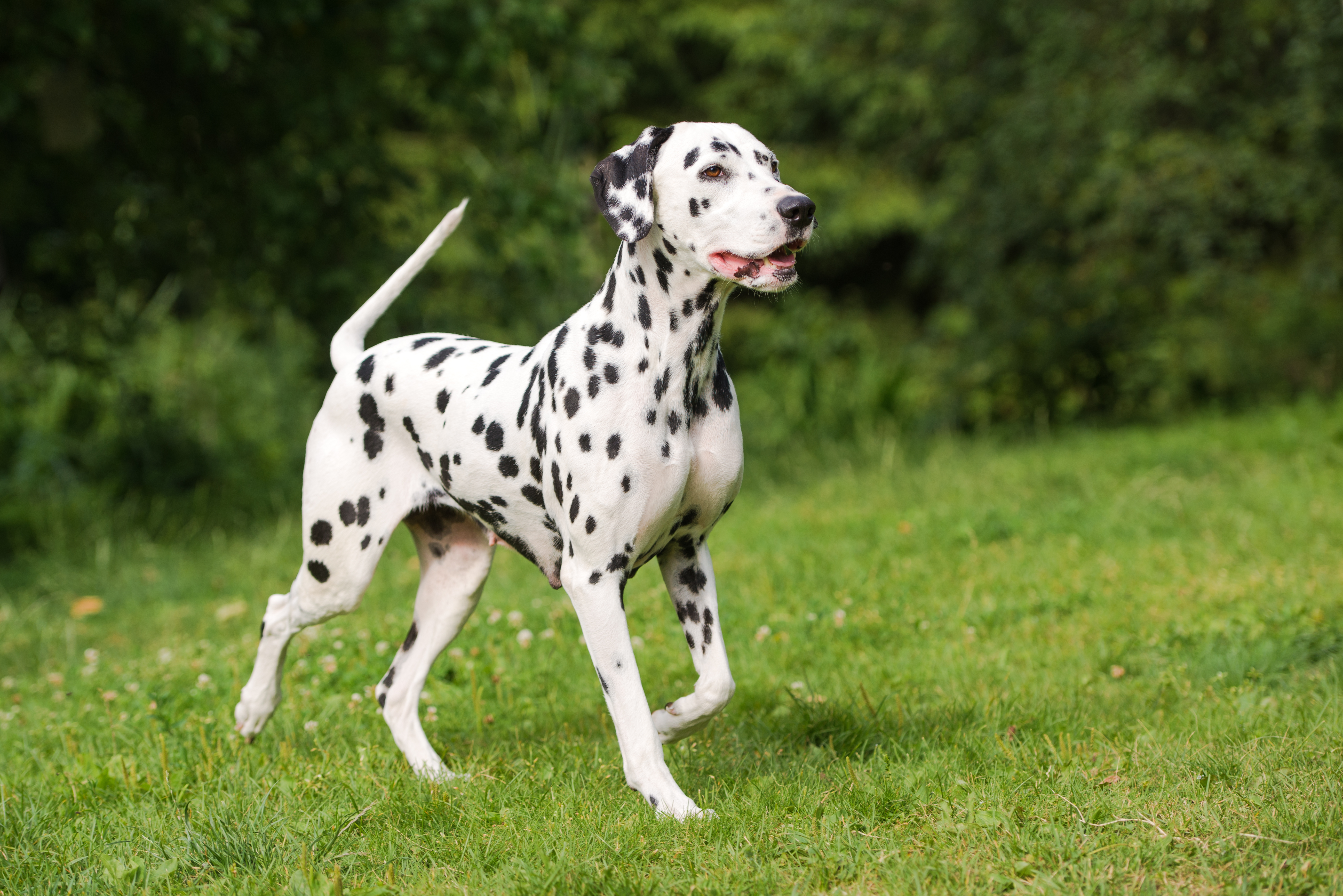 Image of Dog food for Dalmatians