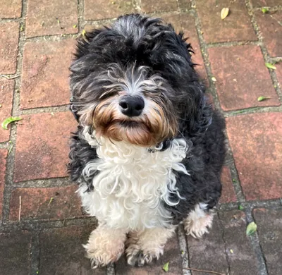 Tail-wagging transformation