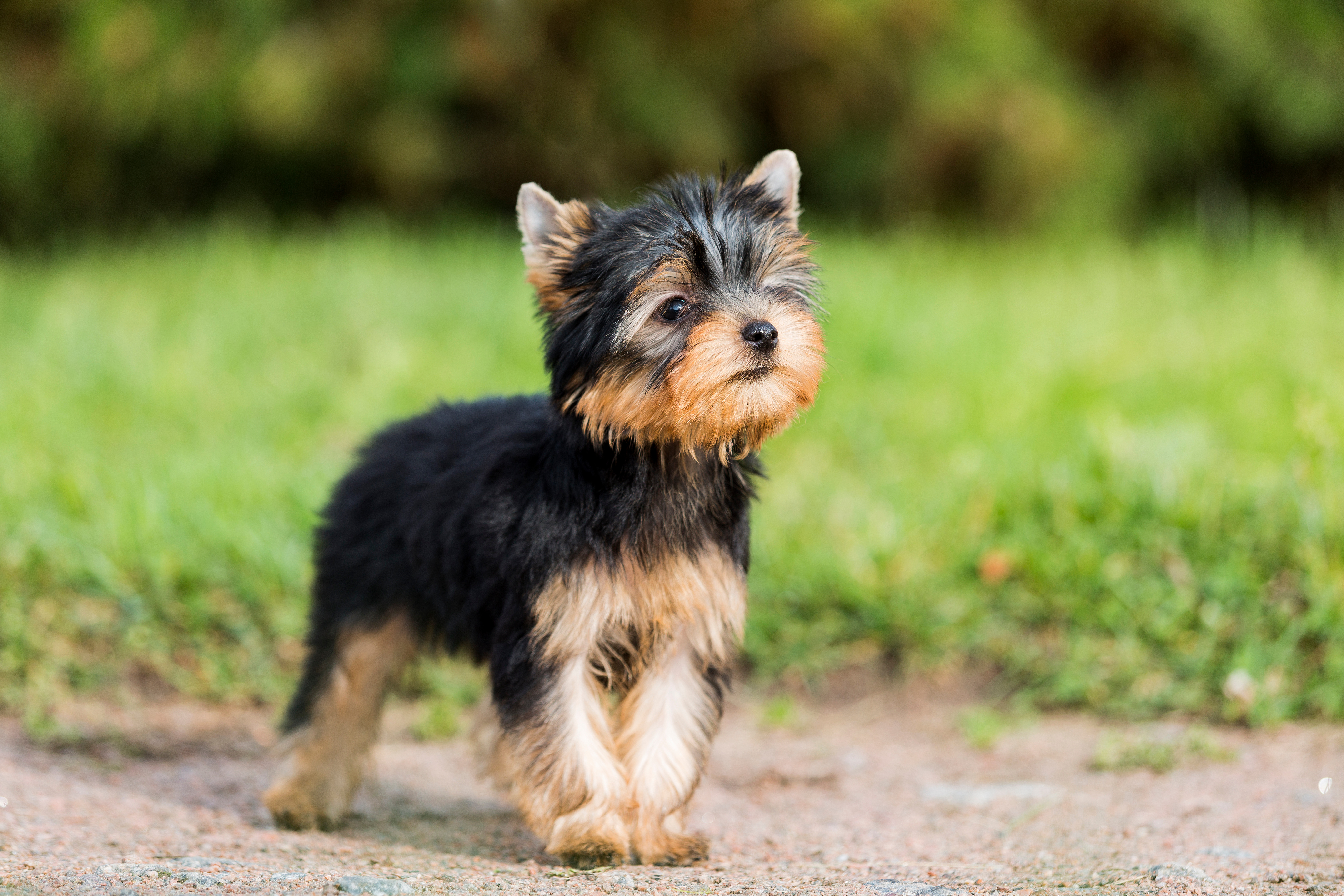 https://a-us.storyblok.com/f/1016262/5510x3673/aeaa1f4c4c/yorkshire-terrier-puppy.jpeg