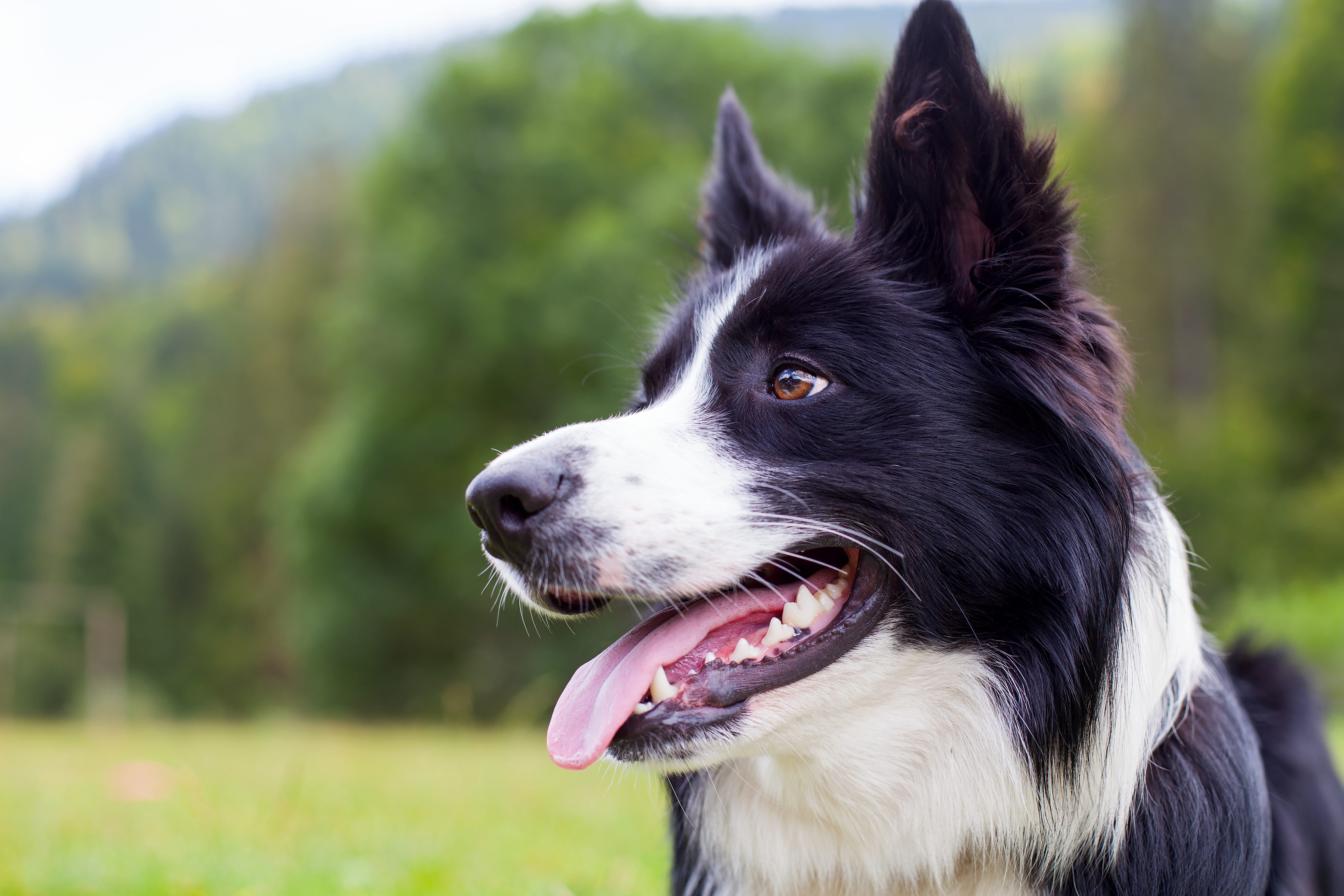best diet for a border collie