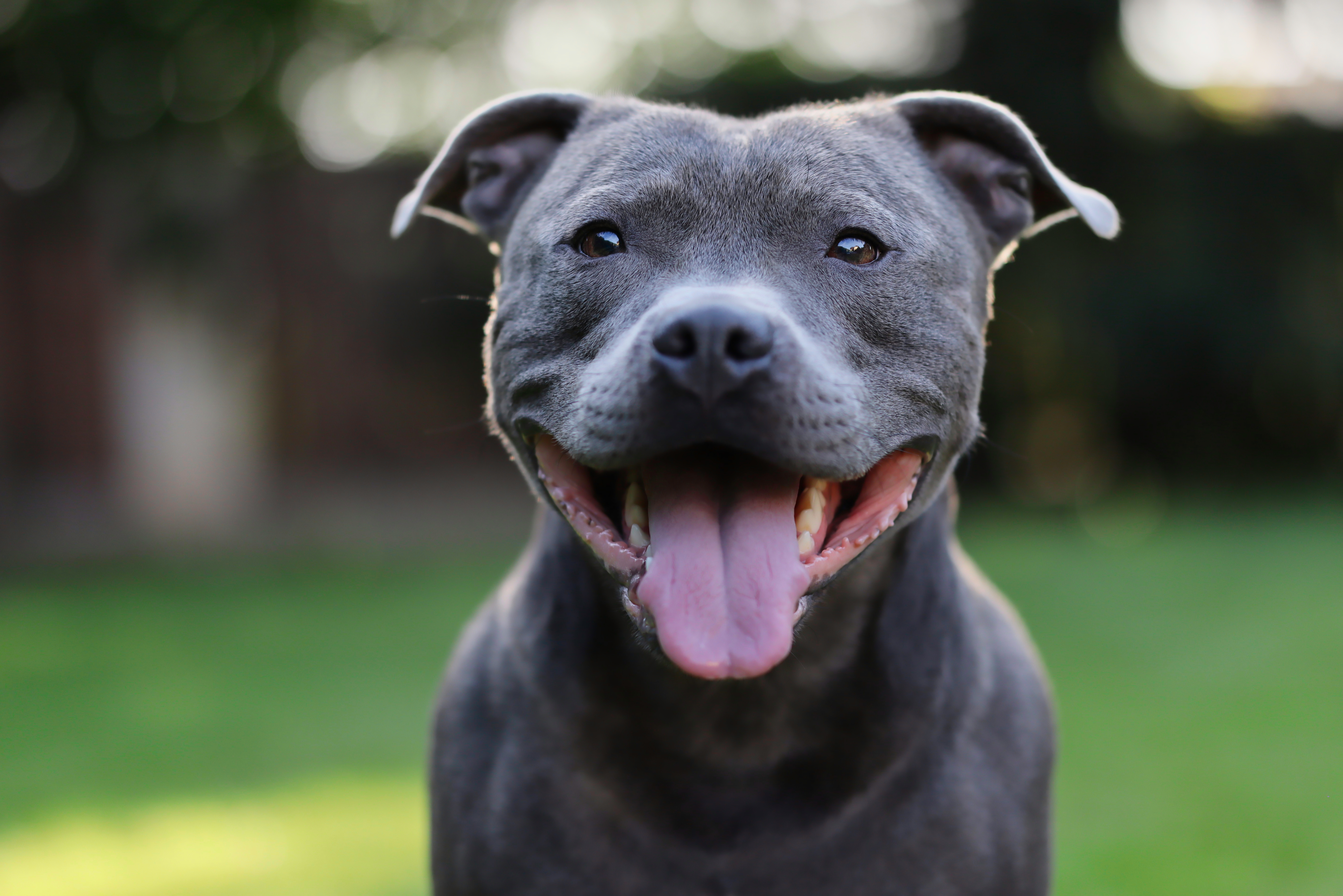 Image of Dog food for Staffies