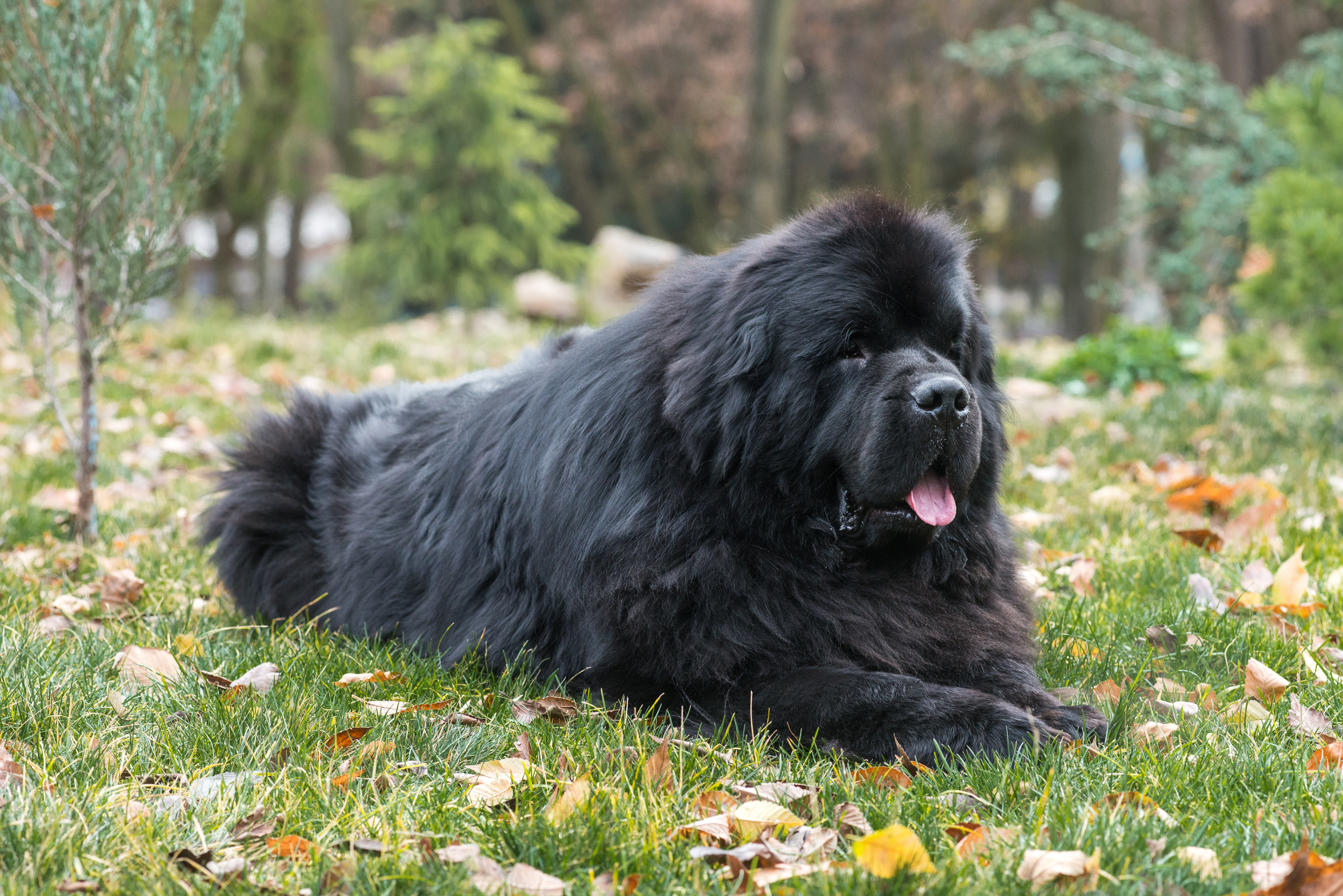 Image of Large breed puppy food