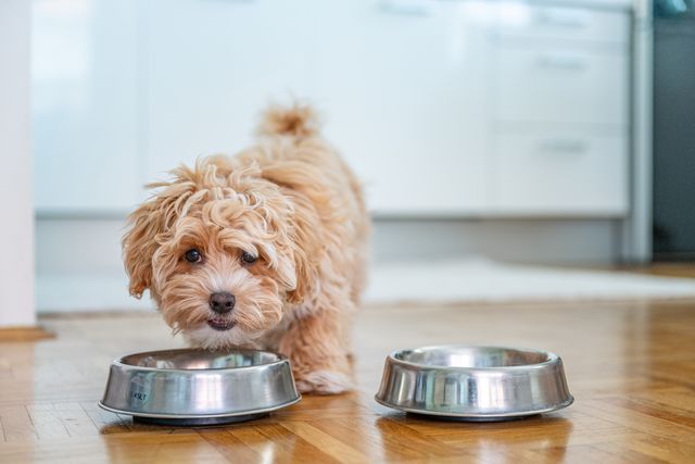 Can you give puppy store food to older dogs