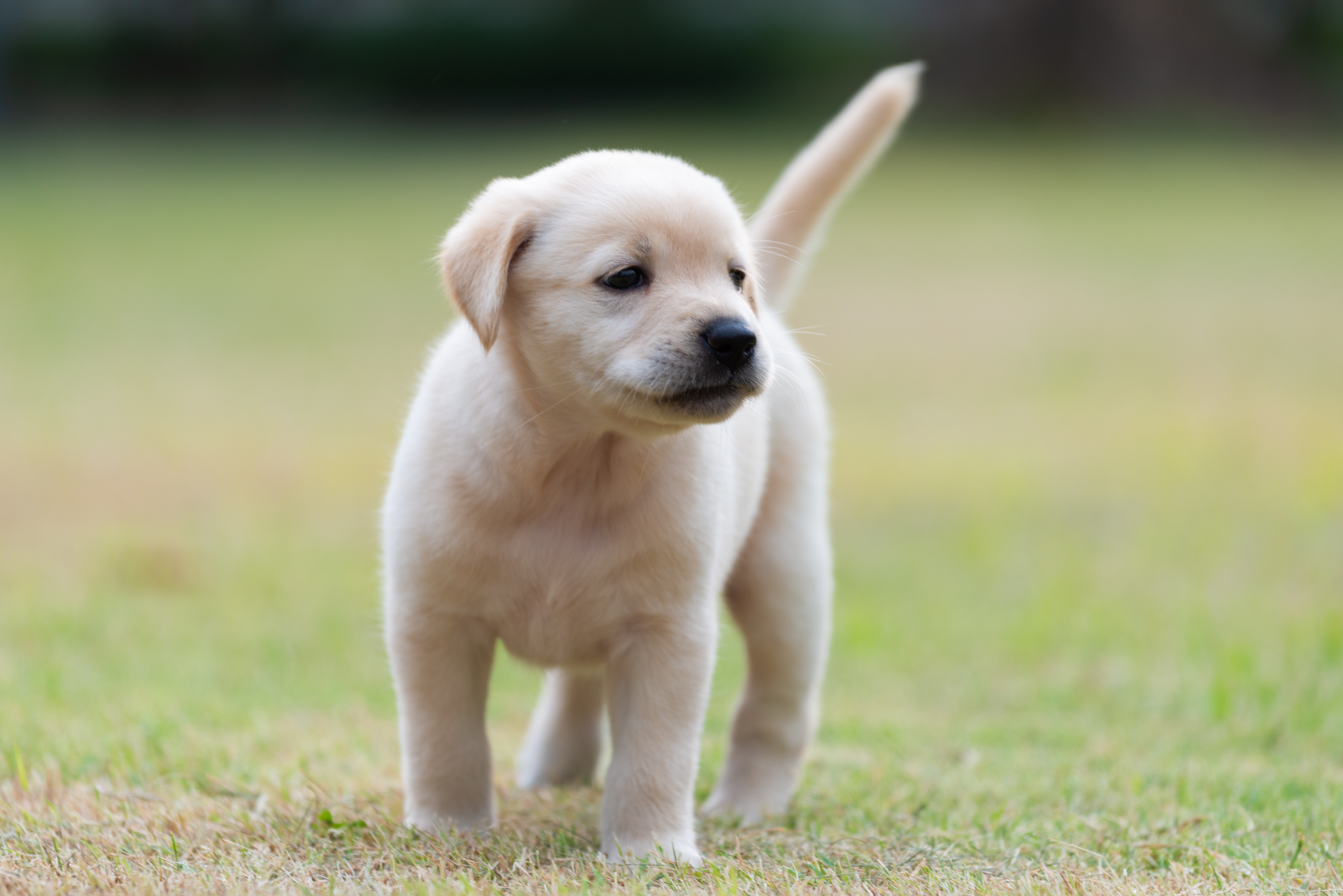 Image of Dog food for Labradors