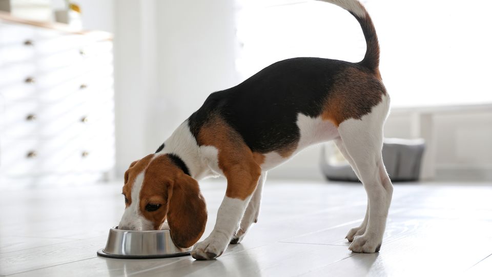 Beagle eating food from a dog bowl