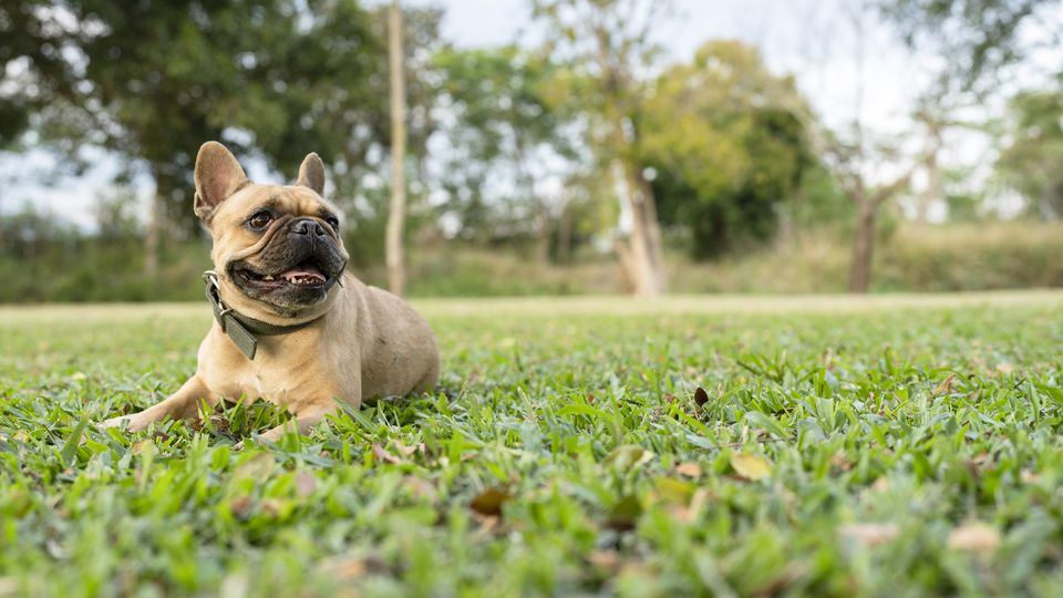 French Bulldog outdoors