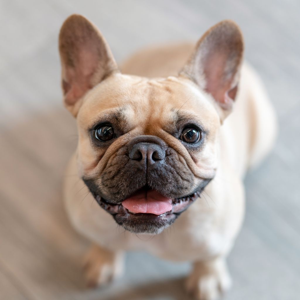 French Bulldog