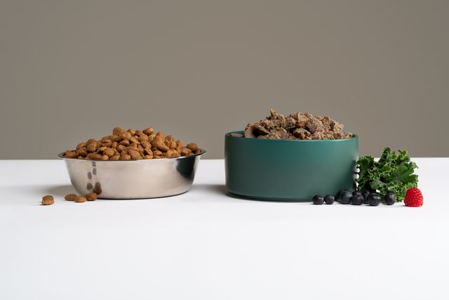 Is premium kibble bad for your dog What vet experts want you to