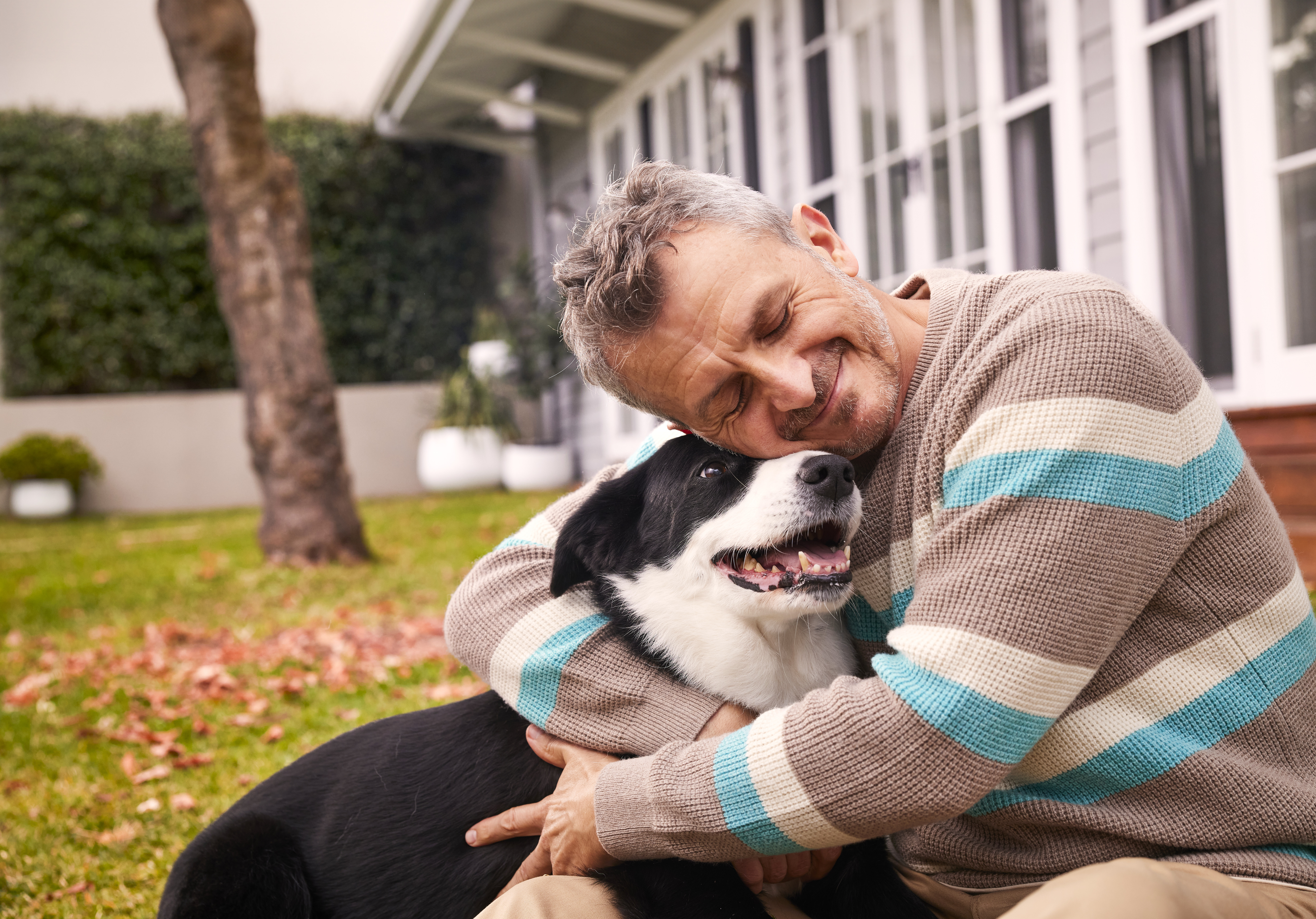 Image of Dog food for Border Collies