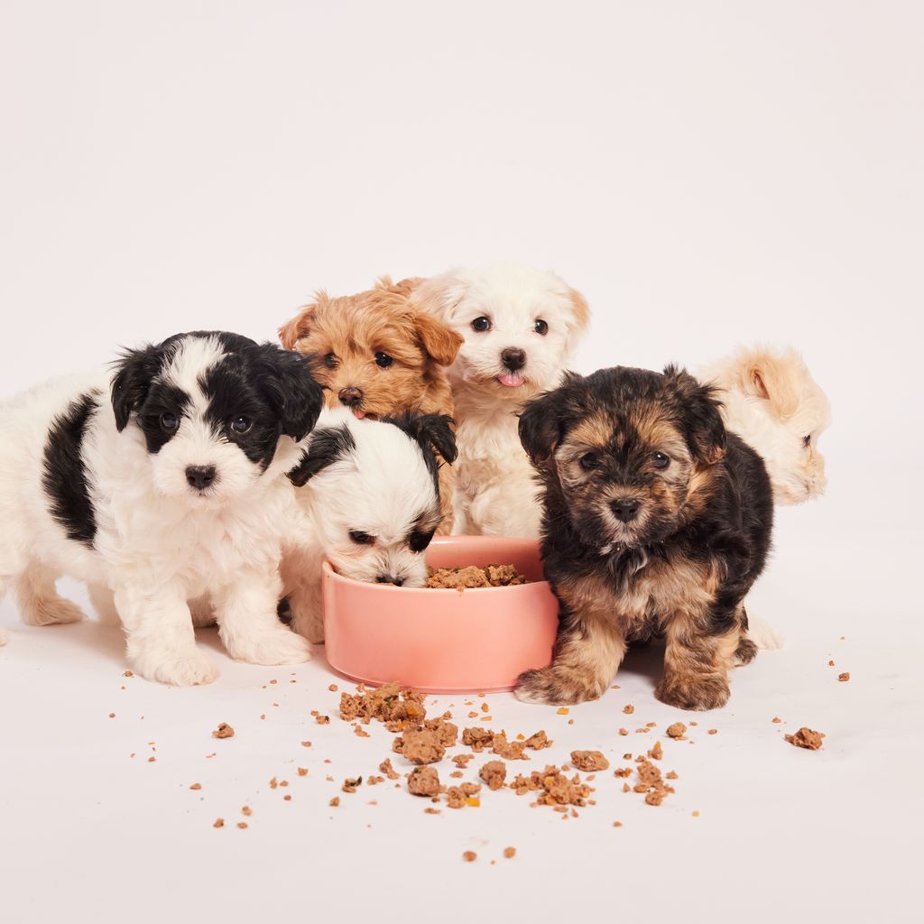 Healthy puppy food designed for optimal development Lyka Pet Food