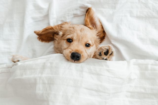 Puppy in bed