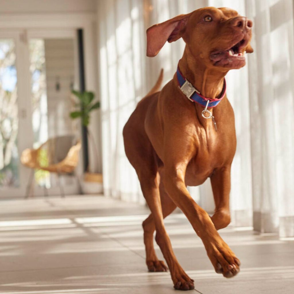 Hungarian Vizsla running indoors