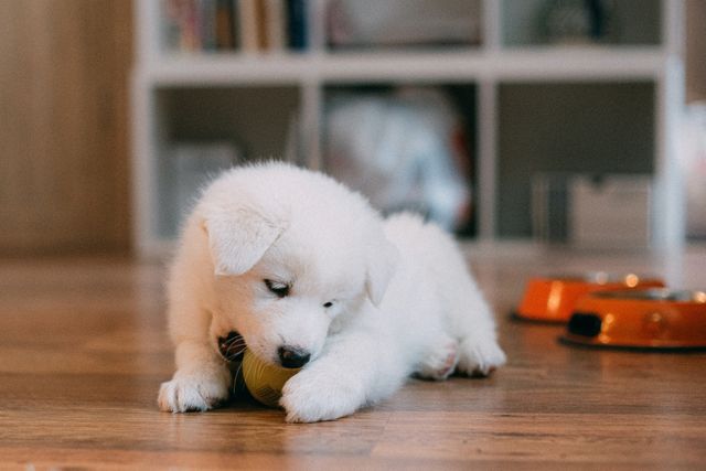 fluffy white puppy playing with ball on floorboards