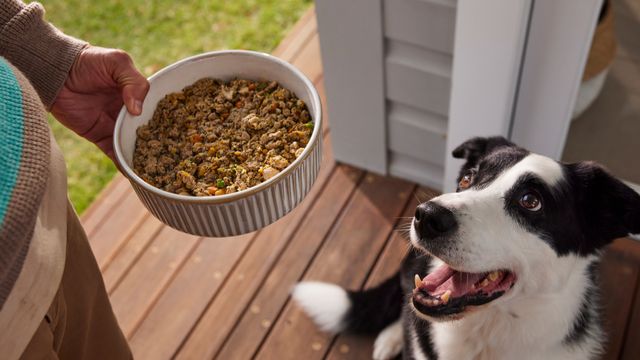 happy black and white dog staring up at a person holding a bowl of lyka dog food