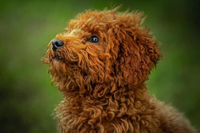 https://a-us.storyblok.com/f/1016262/900x675/973bfa8b7b/toy-poodle-breed-guide.jpg/m/640x427/smart