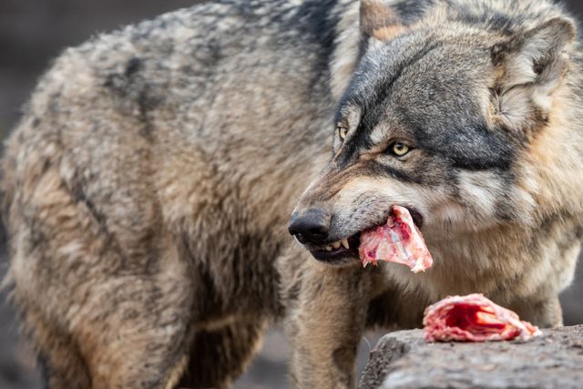 Do wolves hotsell eat grains