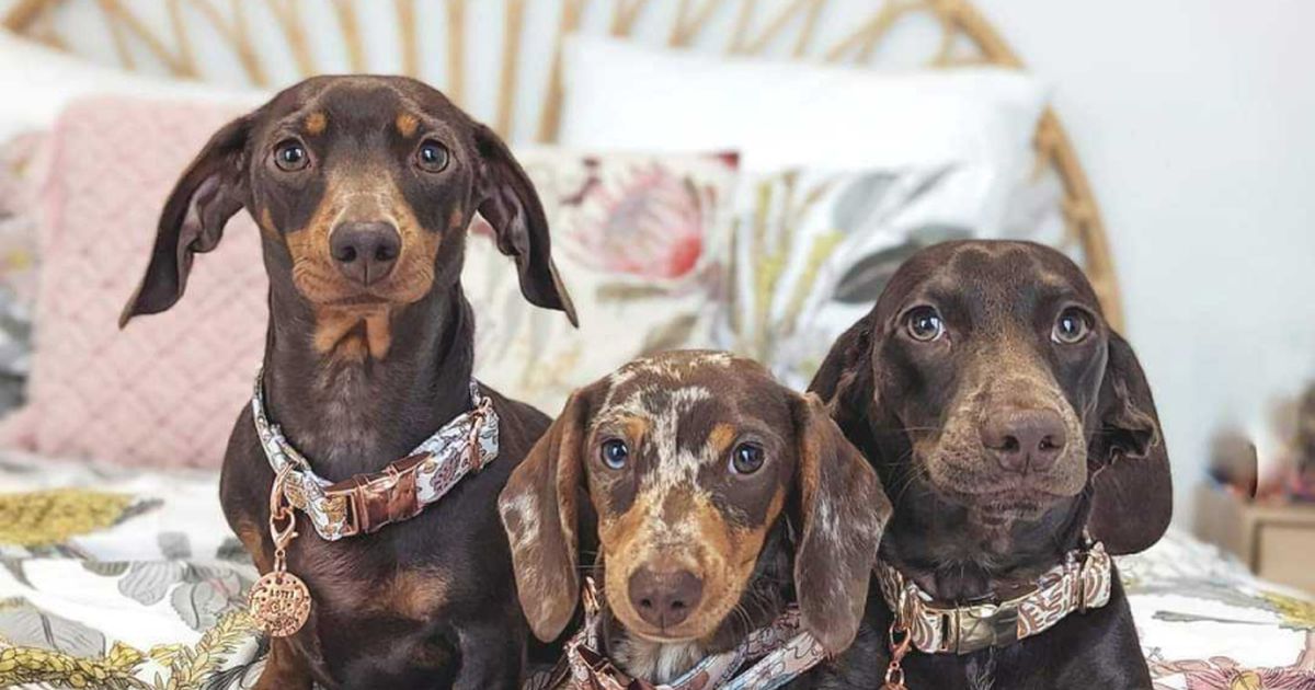 Different dachshund breeds cheap